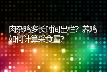 肉杂鸡多长时间出栏？养鸡如何计算采食量？