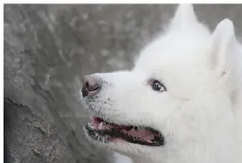 [萨摩耶犬图片]一只安静的美汪汪