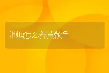 池塘怎么养黄颡鱼