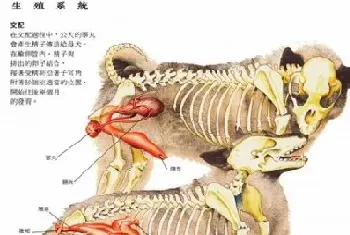 母狗|公狗生殖器图解