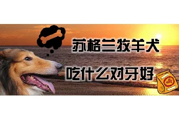 苏格兰牧羊犬吃什么对牙好