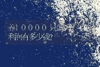 养10000只蛋鸡一年的利润有多少钱？