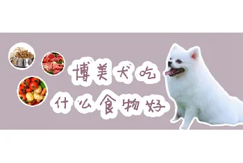 博美犬吃什么食物好