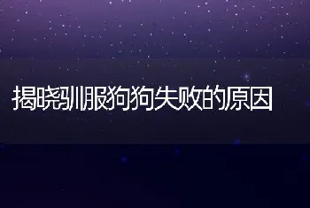 揭晓驯服狗狗失败的原因