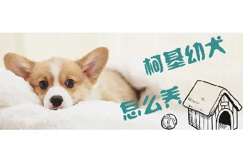 柯基犬幼犬怎么喂养