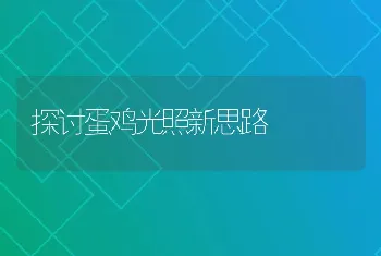 探讨蛋鸡光照新思路