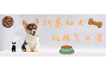 柯基幼犬狗粮怎么喂