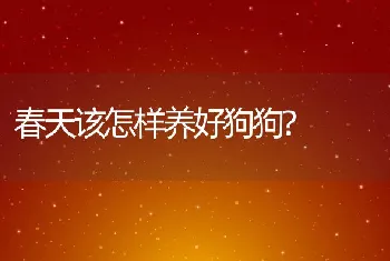 春天该怎样养好狗狗?