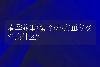 春季养蛋鸡，饲料方面应该注意什么？