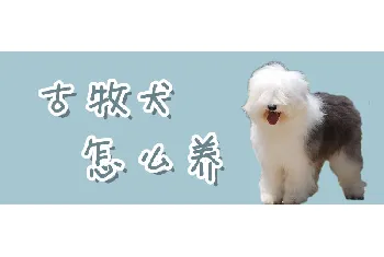 古牧犬怎么养