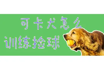 可卡犬怎么训练捡球