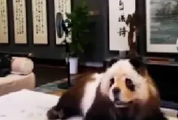 松狮犬花费千元染成熊猫走红, 医生不建议给宠物染色!