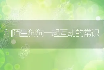 和陌生狗狗一起互动的常识