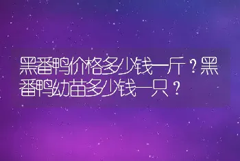 黑番鸭价格多少钱一斤？黑番鸭幼苗多少钱一只？