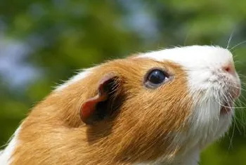 细数荷兰猪的五种生物特性