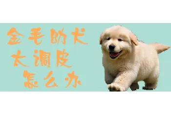 金毛幼犬太调皮怎么办