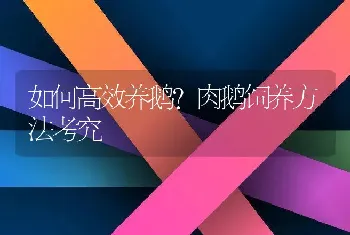 如何高效养鹅？肉鹅饲养方法考究