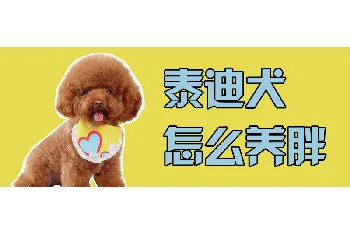 泰迪犬怎么养胖