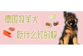 德国牧羊犬吃什么长的快