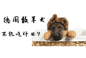 德国牧羊犬不能吃什么