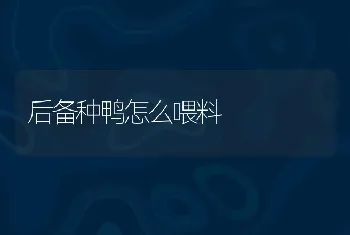 后备种鸭怎么喂料