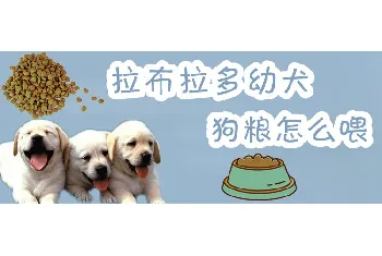 拉布拉多幼犬狗粮怎么喂