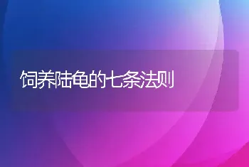 饲养陆龟的七条法则