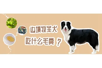 边境牧羊犬吃什么毛亮