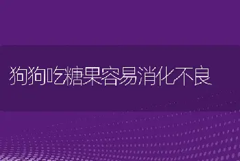 狗狗吃糖果容易消化不良