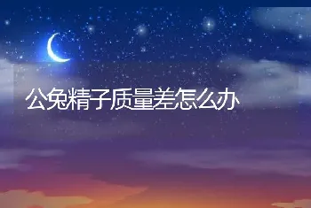 公兔精子质量差怎么办