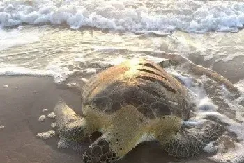 海龟的硬壳被划得支离破碎，看着太心疼了！