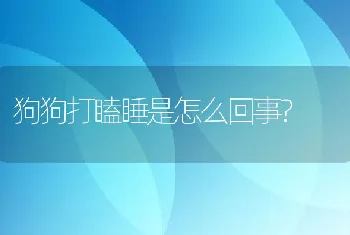 狗狗打瞌睡是怎么回事?