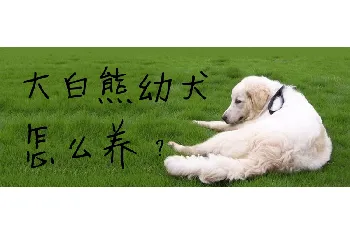 大白熊幼犬怎么养