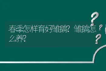 春季怎样育好雏鹅?雏鹅怎么养?