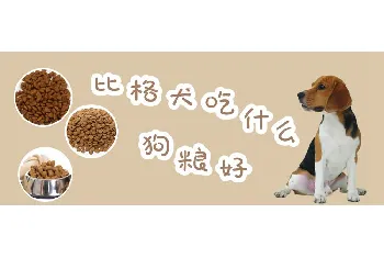 比格犬吃什么狗粮好