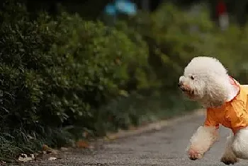 如何照顾哺乳期的母犬和犬仔及怀孕期的母狗