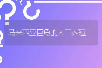 马来西亚巨龟的人工养殖