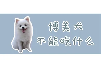 博美犬不能吃什么