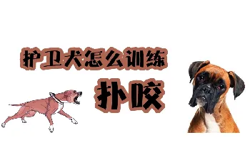 护卫犬怎么训练扑咬