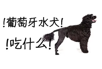 葡萄牙水犬吃什么