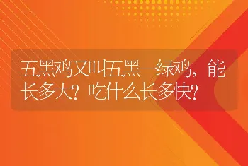 五黑鸡又叫五黑一绿鸡，能长多大？吃什么长多快？