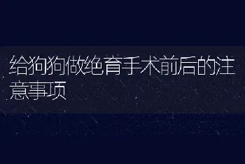 给狗狗做绝育手术前后的注意事项