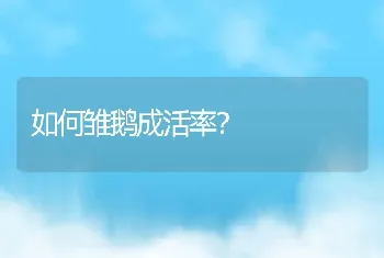 如何雏鹅成活率？