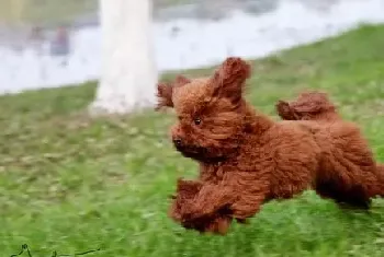 泰迪犬怎么挑选？选购健康泰迪犬的必备三要素