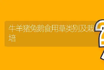 牛羊猪兔鹅食用草类别及栽培