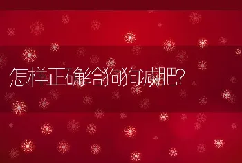 怎样正确给狗狗减肥？