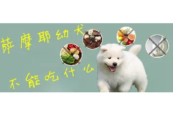 萨摩耶幼犬不能吃什么