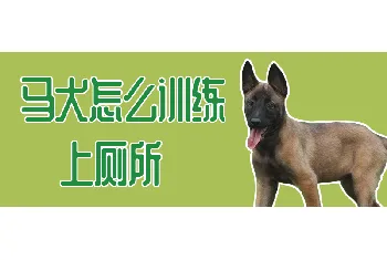 马犬怎么训练上厕所