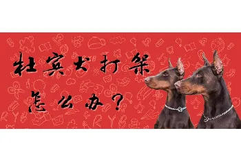 杜宾犬打架怎么办