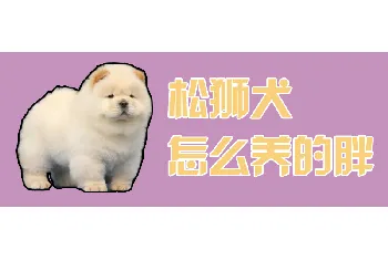 松狮犬怎么养的胖